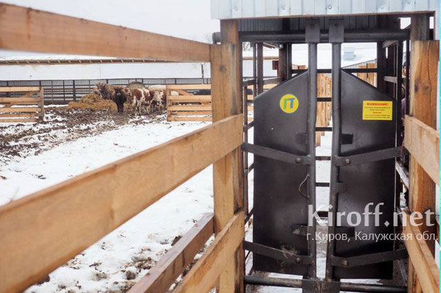 Семейная животноводческая ферма появилась в Кировском районе