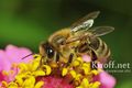 Ветеринарные правила содержания медоносных пчел