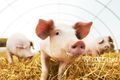 Ветеринарные правила содержания свиней