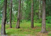 Смоловский лес.